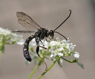 insecte benefice (insecte) insecte benefice
