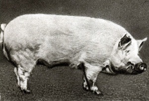 Porcii numele, foto și video (porci) Porcii numele, foto și video