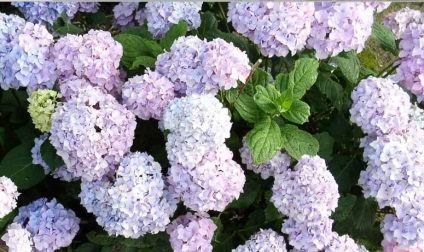 Regulamentele ( «Endless Summer» soiuri) hydrangeas de tăiere Condiții de hortensii elagaj