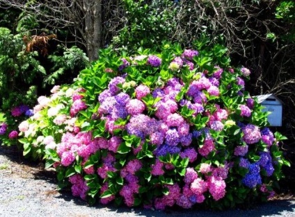 Condiții de hortensii (hortensie) de tăiat via Condiții de hortensii elagaj