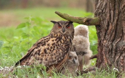 bufniță Bird (bufnita) bufniță pasăre