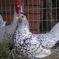 păsări Pulloroz, omedvet (zile după retragerea) Pulloroz păsări, omedvet