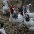 păsări Pulloroz, omedvet (omedvet) Pulloroz păsări, omedvet