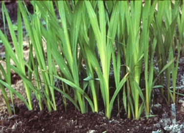 reproducerea gladioli (reproducere) reproducerea gladioli