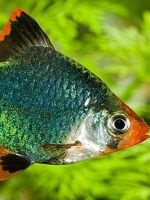 ghimpilor Stud Sumatra (ghimpi) ghimpi de reproducție de tigru