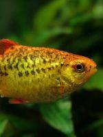 ghimpilor Stud Sumatra (ghimpi) ghimpi de reproducție de tigru