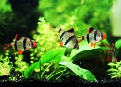 ghimpilor Stud Sumatra (ghimpi) ghimpi de reproducție de tigru