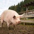 porc de reparare (reparații) porc de reparații
