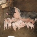 porc Repair (porc) porc de reparații