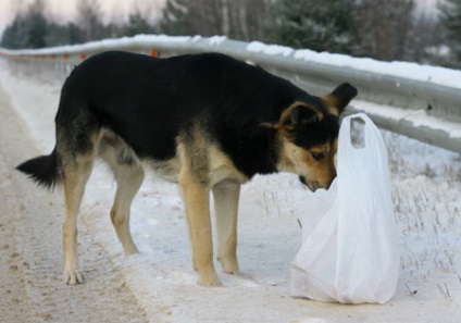 Hachiko română, le blog (Hachiko) Hachiko română, pe blog-ul ei