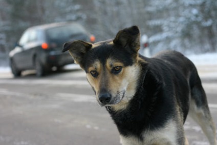 Hachiko română, ei (câine) blog Hachiko română, pe blog-ul ei