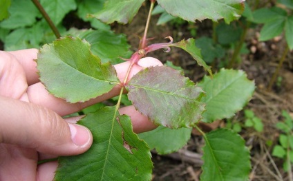 Floribunda caracteristici biologice, plantarea și îngrijirea (biologice) Floribunda caracteristici biologice, de plantare și îngrijire