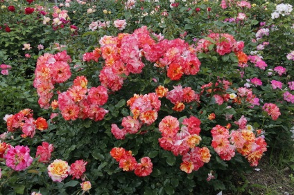 Floribunda a crescut de ceai hibrid și speciile polyanthus (Rose) Rosa floribunda și ceai hibrid soiuri polyanthus