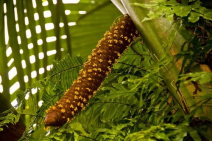 piuliță seychellois (piuliță) piuliță Seychelles