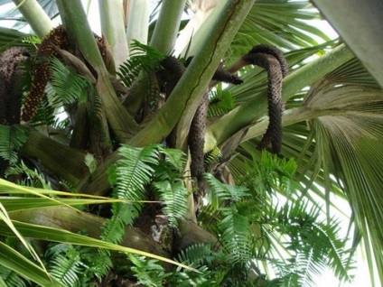 piuliță Seychelles (Encyclopedia) piuliță Seychelles