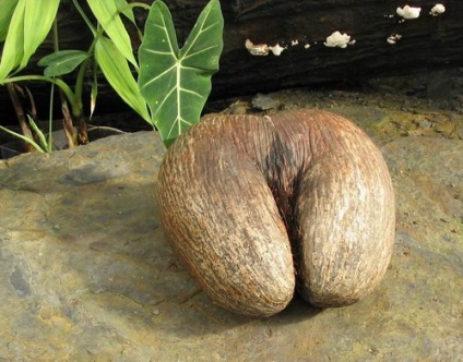 piuliță Seychelles (nucă de cocos de mare) piuliță Seychelles
