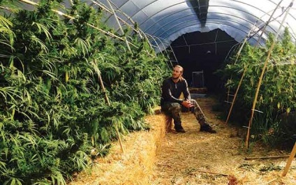Secretele varaschivaniya de cânepă în sere cu o intunecare (întunecare sere de cânepă) Secretele varaschivaniya sere de canabis cu dimmer