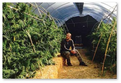Secretele varaschivaniya de cânepă în sere cu o intunecare (întunecare sere de cânepă) Secretele varaschivaniya sere de canabis cu dimmer