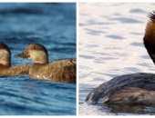 Heron gri și alte fotografie și descrierea subspecii (Heron) Heron gri și alte fotografie și descrierea subspecii