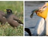 Heron gri și alte fotografie și descrierea subspecii (Heron) Heron gri și alte fotografie și descrierea subspecii