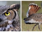 Heron gri și alte fotografie și descrierea subspecii (altele) Heron gri și alte fotografie și descrierea subspecii