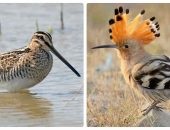 Heron gri și alte fotografie și descrierea subspecii (Heron) Heron gri și alte fotografie și descrierea subspecii