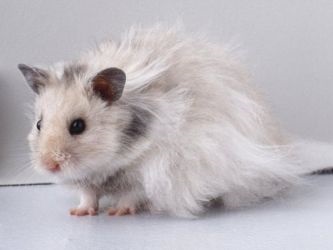 Câți ani trăiesc hamsteri (hamsteri sirieni trăiesc) Câți ani hamsteri trăiesc