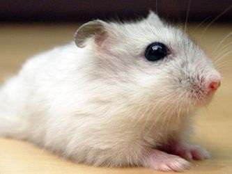 Câți ani trăiesc hamsteri (hamsteri sirieni trăiesc) Câți ani hamsteri trăiesc