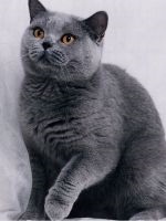 pisici nas uscată (uscat) uscăciunea mucoasei nazale a unei pisici