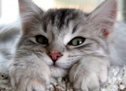 nas uscat unei pisici (pisică) uscăciunea mucoasei nazale a unei pisici