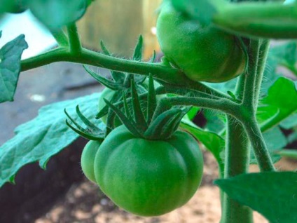 Tomate - Roza Vetrov, descriere, caracteristici, randament, aspect (randament) Tomate - Roza Vetrov, descriere, caracterizare, randament, aspect