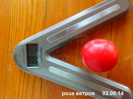 Tomate - Roza Vetrov, descriere, caracteristici, randament, aspect (randament) Tomate - Roza Vetrov, descriere, caracterizare, randament, aspect