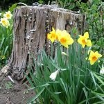 Rhododendron Adapost pentru iarna amenajare de grădină (arbuști cu flori) Rhododendron Adăpost pentru grădina de plantare de iarnă