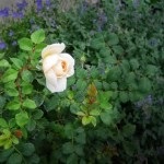 Rhododendron Adapost pentru iarna amenajare de grădină (adăpost) Rhododendron Adăpost pentru grădina de plantare de iarnă