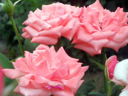 Rhododendron Adapost pentru iarna amenajare de grădină (care este motivul pentru care este foarte important) Rhododendron Adăpost pentru grădina de plantare de iarnă