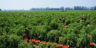 Ingrijire de copaci (de îngrijire) ingrijire de copaci