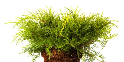 copacilor (copaci) Ingrijire ingrijire de copaci