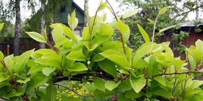 copacilor (copaci) Ingrijire ingrijire de copaci