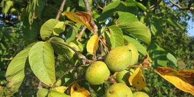 copacilor (copaci) Ingrijire ingrijire de copaci