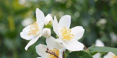 copacilor (copaci) Ingrijire ingrijire de copaci