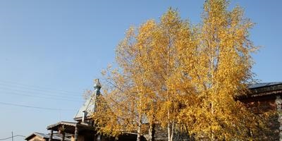 Ingrijire de copaci (de îngrijire) ingrijire de copaci
