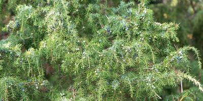 copacilor (copaci) Ingrijire ingrijire de copaci
