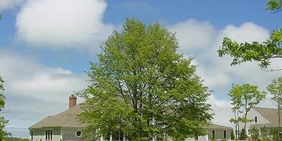 copacilor (copaci) Ingrijire ingrijire de copaci