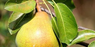copacilor (copaci) Ingrijire ingrijire de copaci