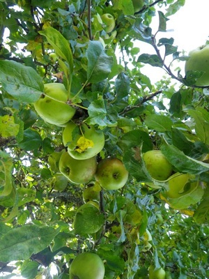 Tipuri, tipuri și soiuri de mere cu fotografii și o descriere (Apple) Tipuri, tipuri și soiuri de meri cu fotografii și descriere