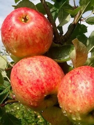 Tipuri, tipuri și soiuri de mere cu fotografii și o descriere (Apple) Tipuri, tipuri și soiuri de meri cu fotografii și descriere