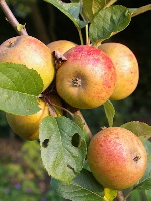 Tipuri, tipuri și soiuri de mere cu fotografii și o descriere (Apple) Tipuri, tipuri și soiuri de meri cu fotografii și descriere