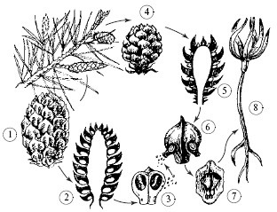 Plante de spori superioare (spori) plante superioare de spori