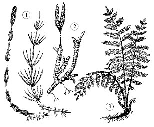 Plante de spori superioare (plante perene) plante superioare de spori