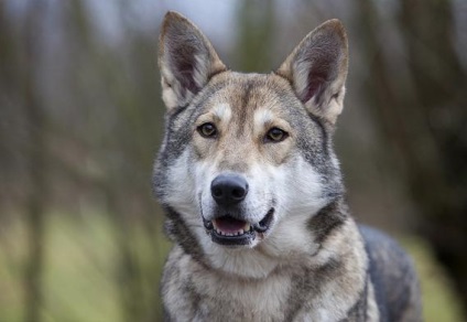 Сарлосово вълче куче описание, характер, снимка, преглед Kennel